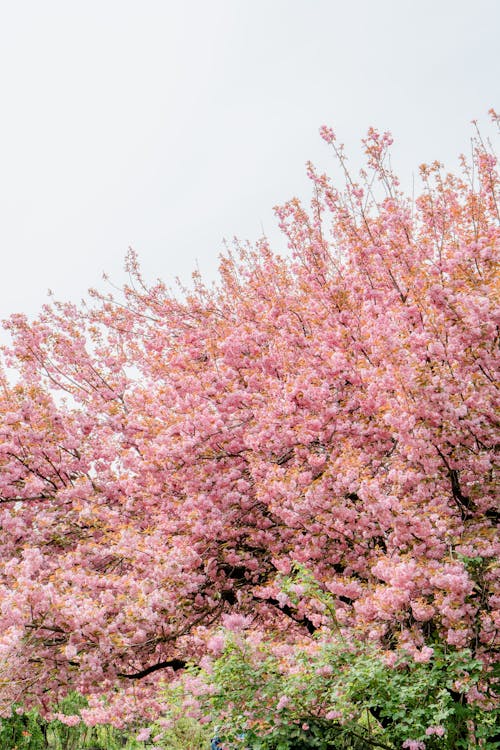 A pink tree with pink flowers in the background