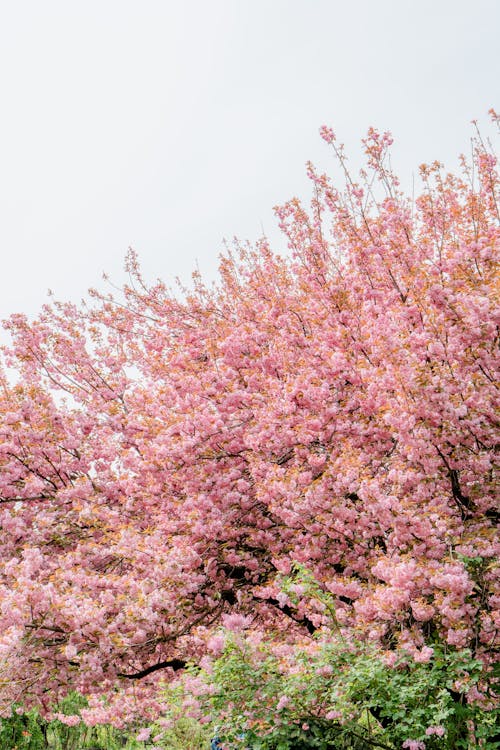 Základová fotografie zdarma na téma hojnost, jaro, květy