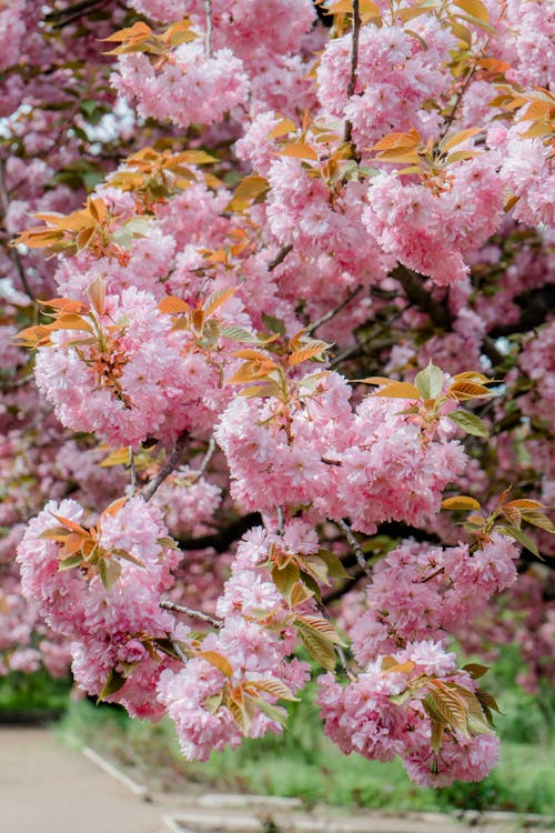 나무, 봄, 분홍색의 무료 스톡 사진
