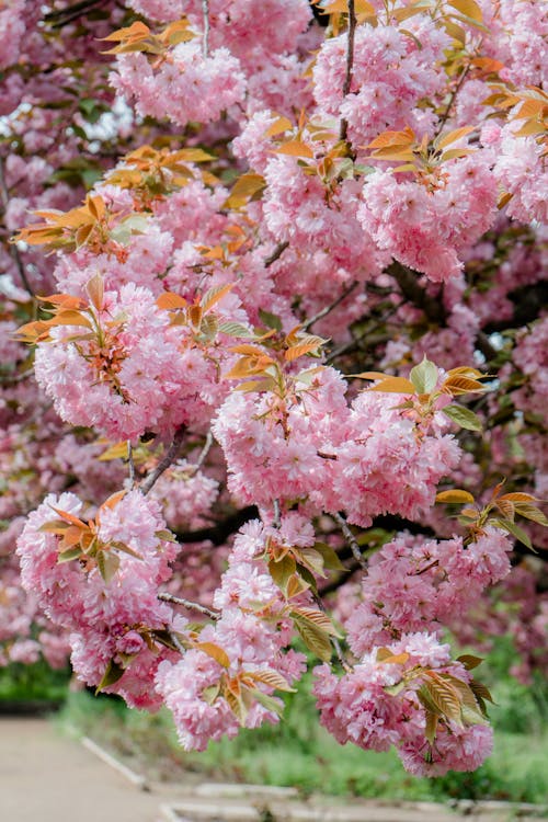 A pink cherry blossom tree with green leaves