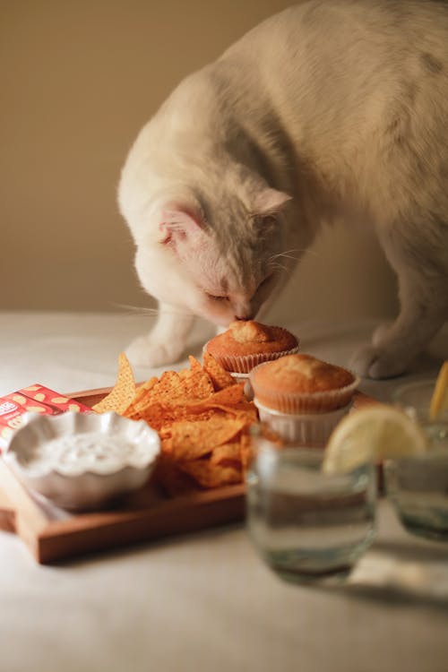 고양이, 내리막 길, 동물 사진의 무료 스톡 사진