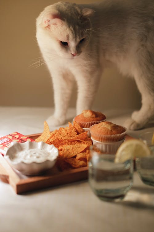 Fotobanka s bezplatnými fotkami na tému biela kožušina, cupcake, dip