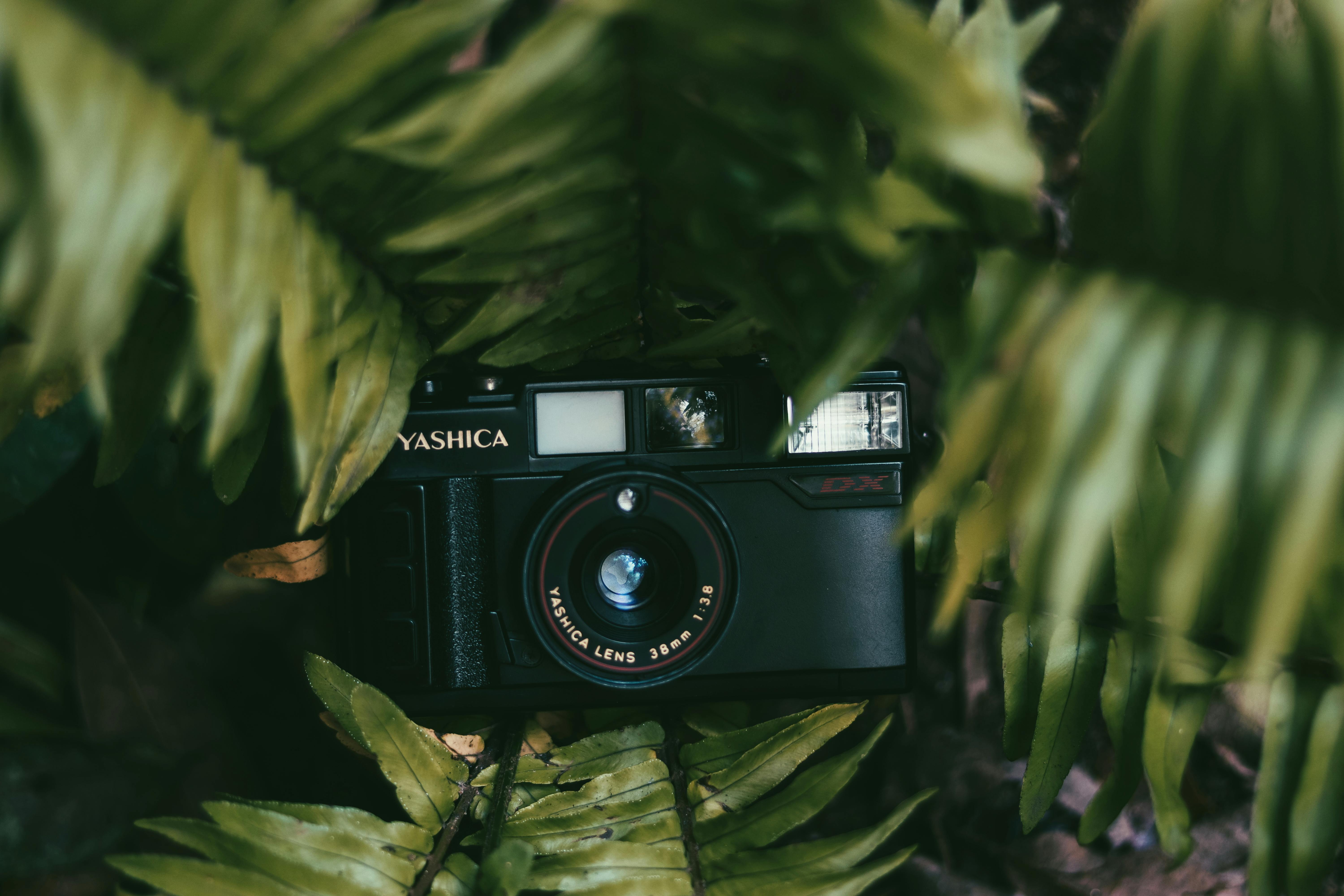 A Camera In the Leaves