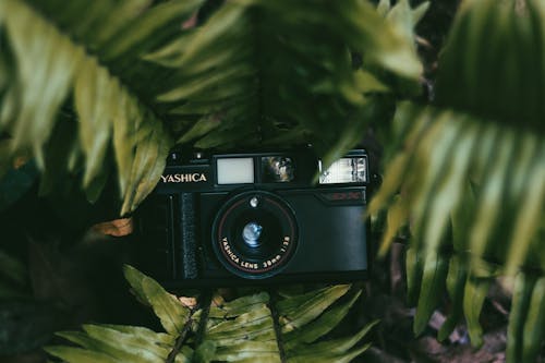 A camera is sitting on top of some green leaves