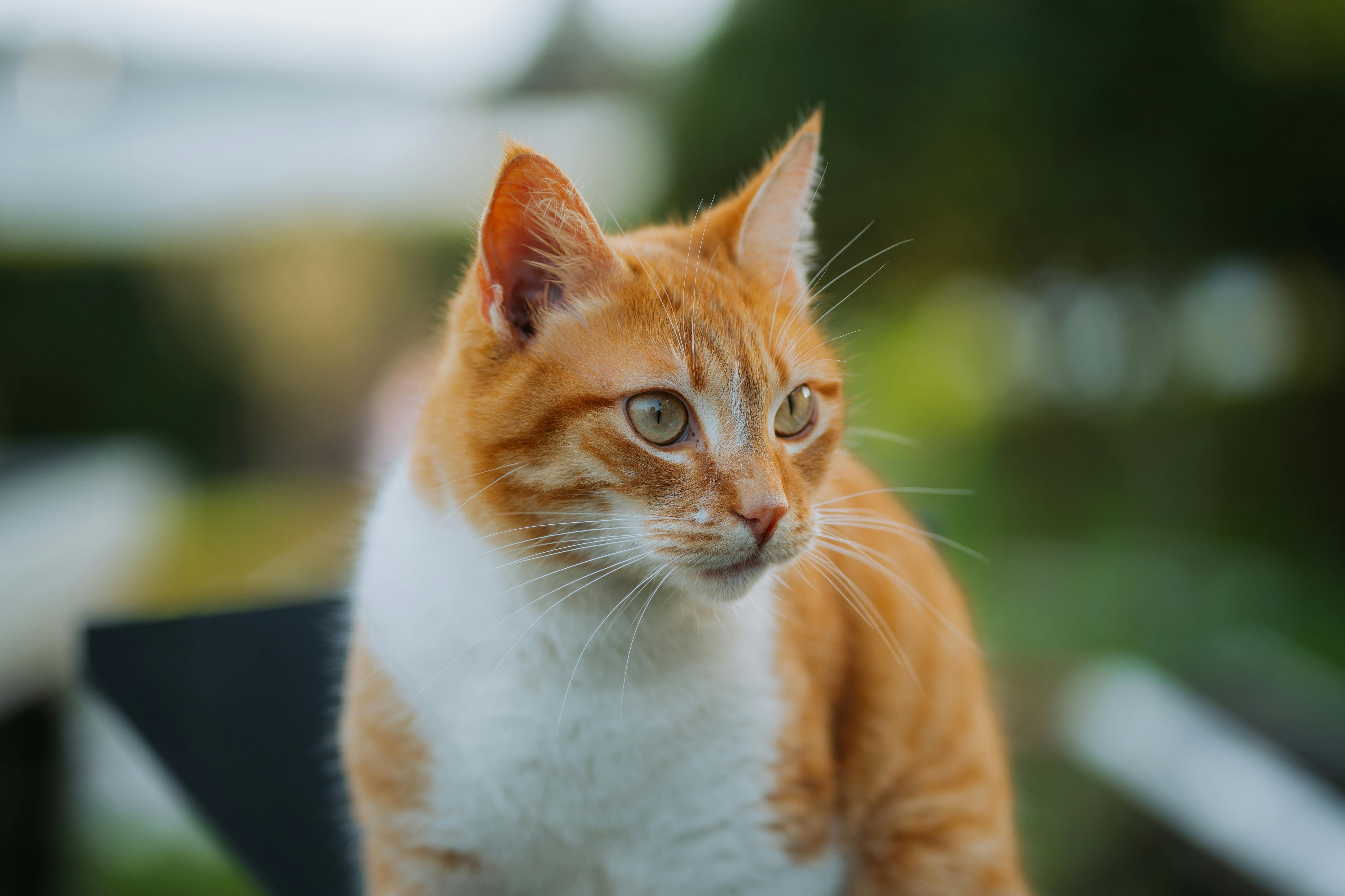 Close up of Cat Head