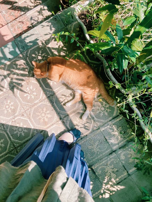 Fotobanka s bezplatnými fotkami na tému domáce zviera, ďumbier, klamanie