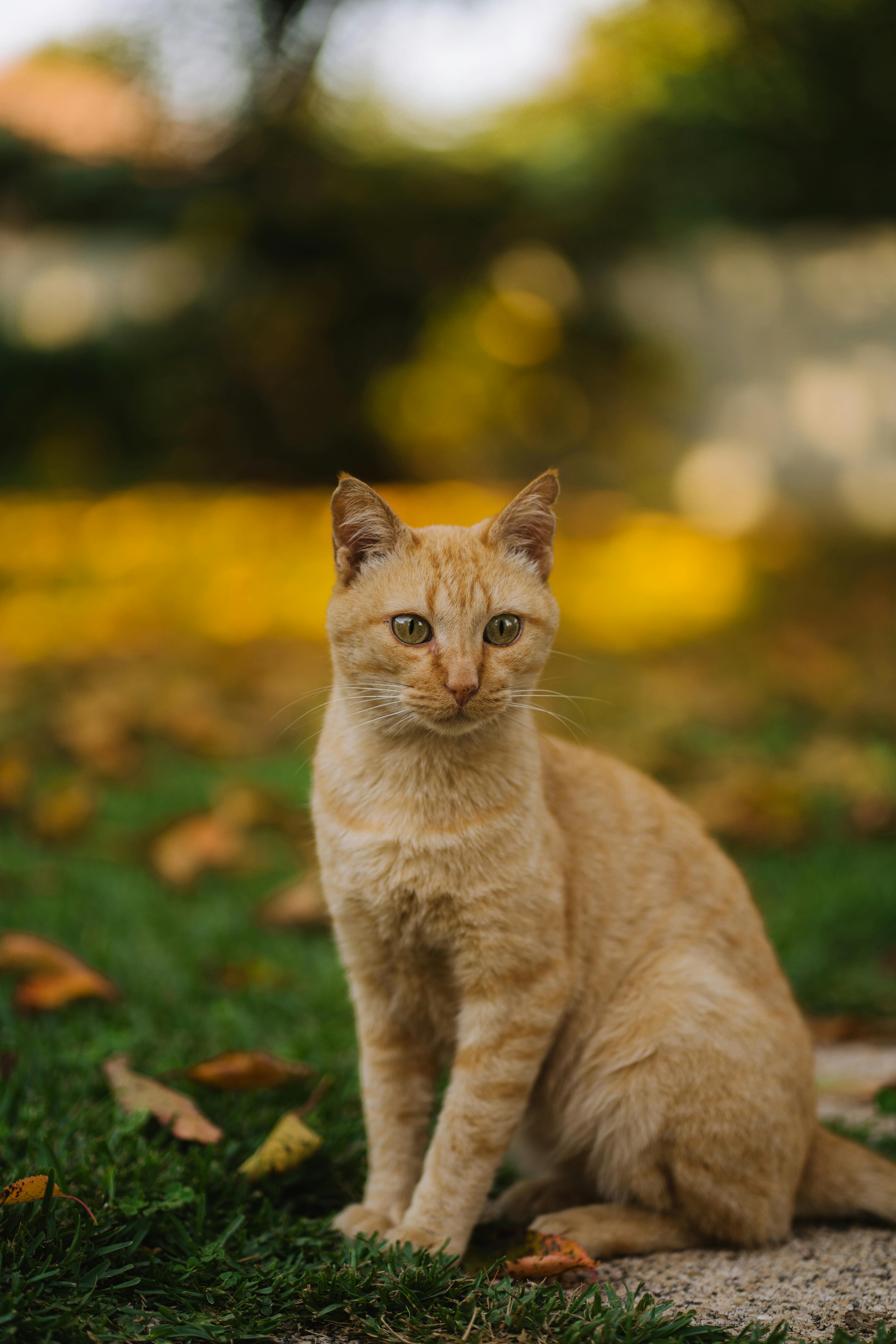 A ginger cat sitting on green grass with fallen leaves in the background, perfect for mobile wallpaper.