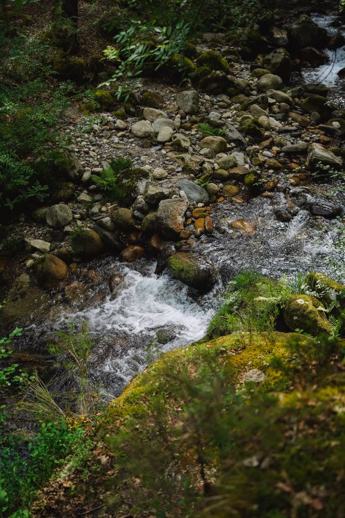 Free A tranquil stream flowing through rocks in a lush forest setting, showcasing nature's beauty. Stock Photo