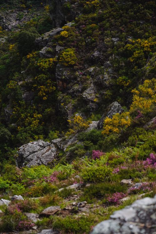 Shrubs Grow on Rocks · Free Stock Photo
