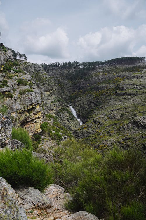 Foto profissional grátis de árvores, áspero, bruto