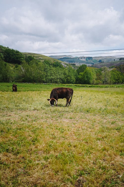 公牛, 動物, 吃草 的 免費圖庫相片