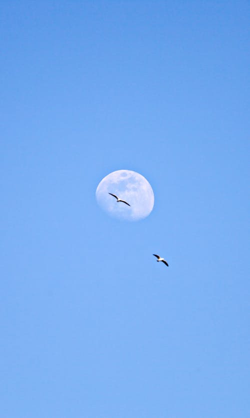 맑은 푸른 하늘, 반달, 보름달의 무료 스톡 사진