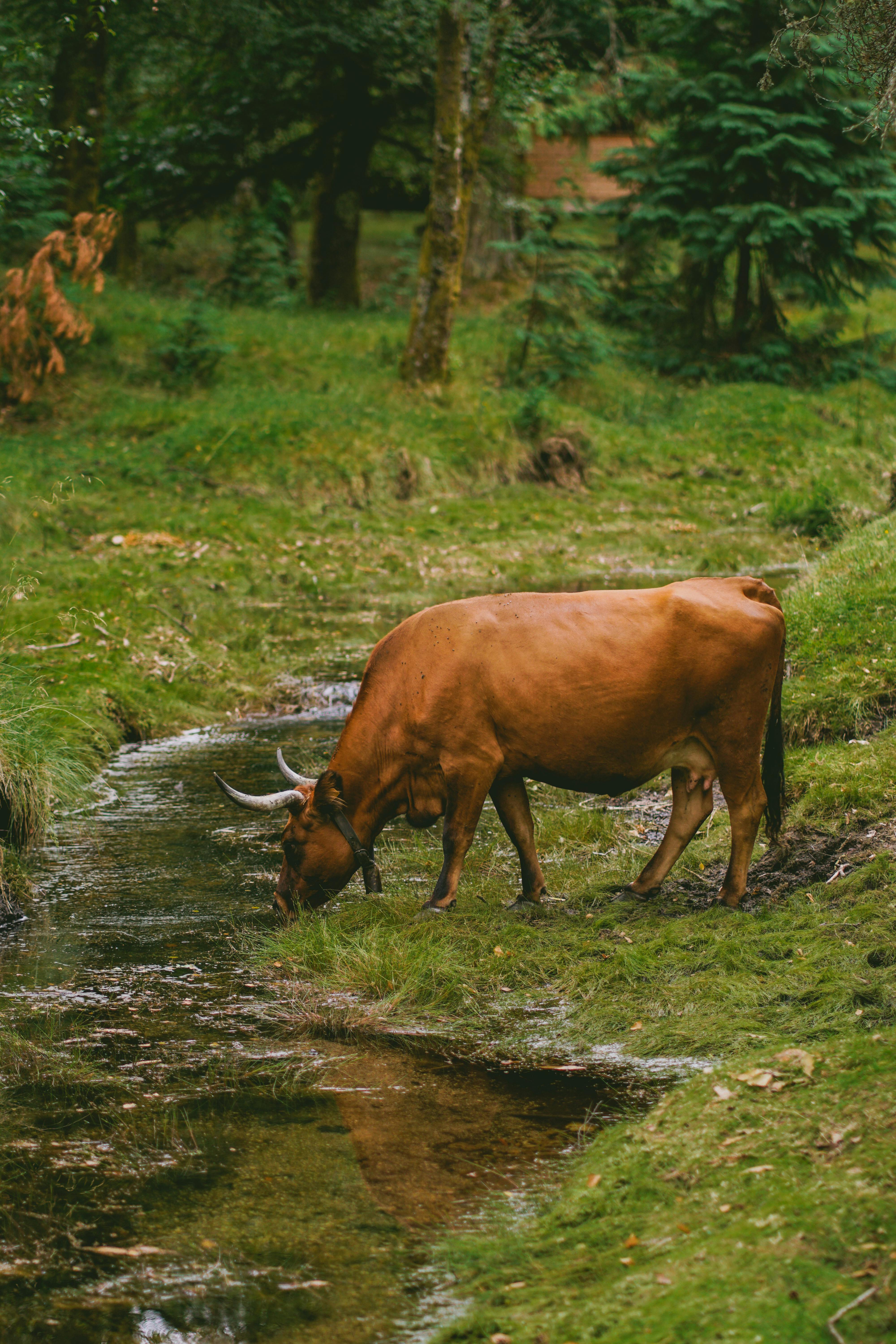 Gratuit Photos gratuites de agriculture, animal, animal domestique Photos