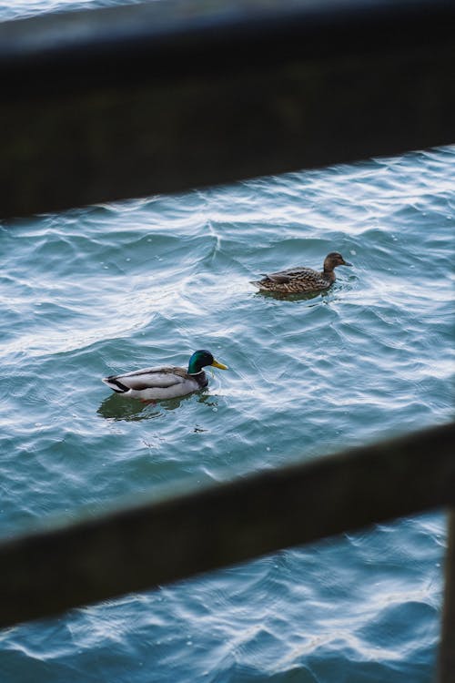 Two ducks swimming in the water near a pier