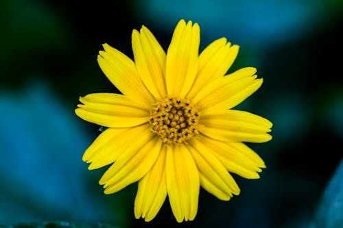 Безкоштовне стокове фото на тему «жовта квітка, жовтий, зелений»