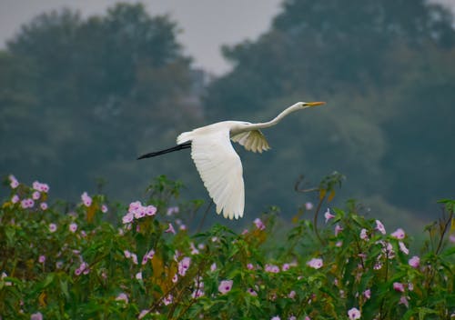 Gratis arkivbilde med egretthegre, fugl flyr, fuglfotografi