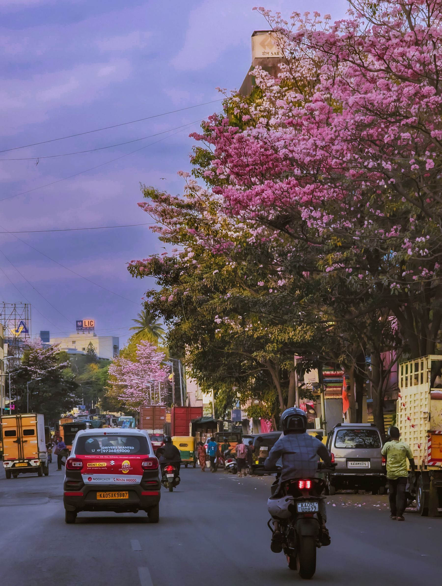 Pink blossoms over a Bengaluru street