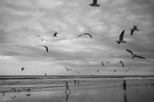 Безкоштовне стокове фото на тему «берег, біжить, відтінки сірого»