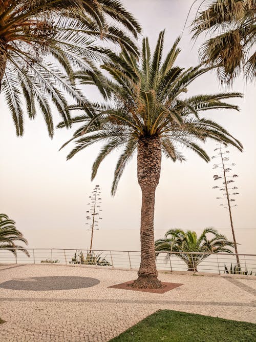 Free stock photo of beach, palm, palm tree