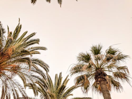 Free stock photo of negative space, palm, palm trees