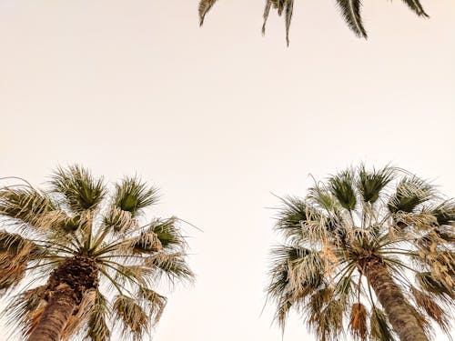 Free stock photo of negative space, palm, palm tree