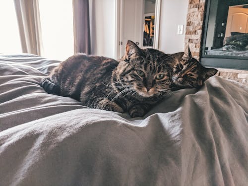 Free stock photo of bed, cats, fireplace