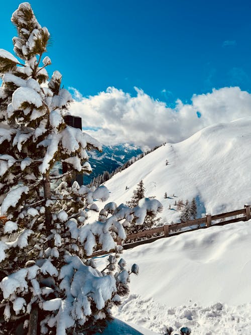 Snowy landscape 