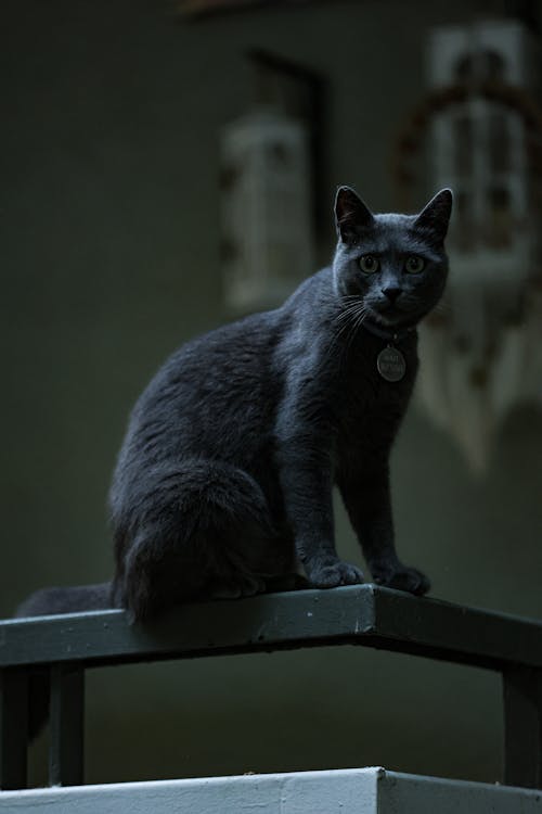 British Cat on a Bench 