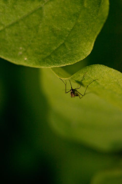 Kostnadsfri bild av aedes, biologi, blad