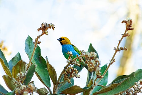 Bird On Green Plant