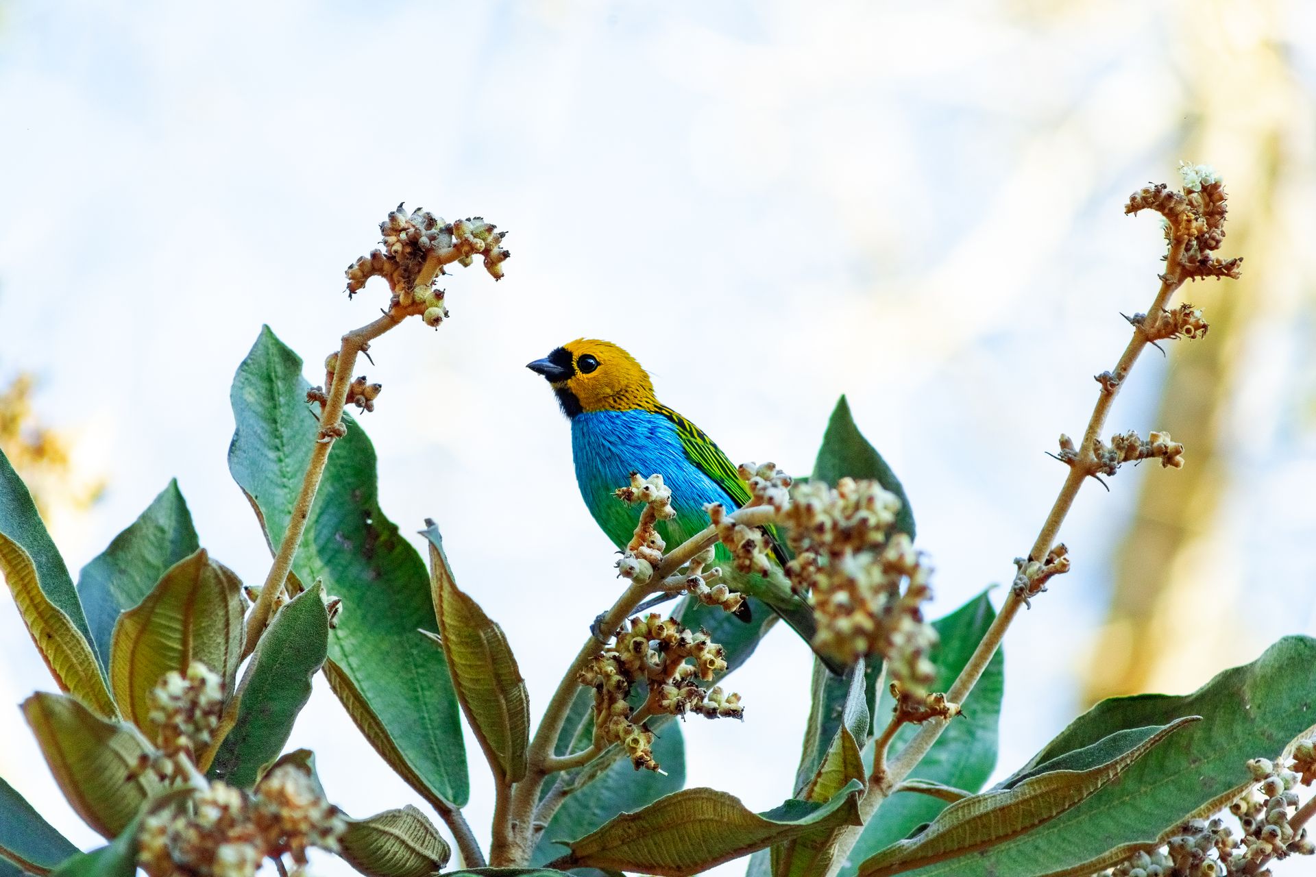 A brightly colored bird perched on a branch amidst green leaves and blossoms.
