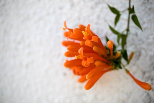 天性, 橘色, 花 的 免費圖庫相片