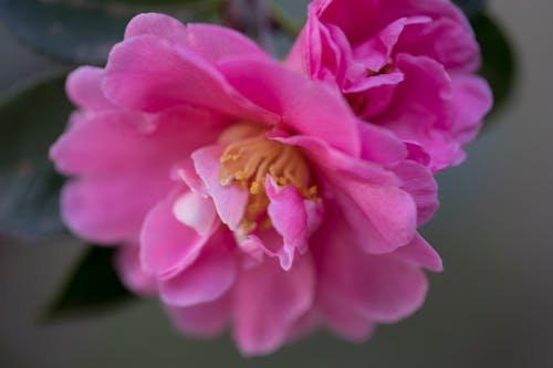 Gratis arkivbilde med hage, natur, pink-rose