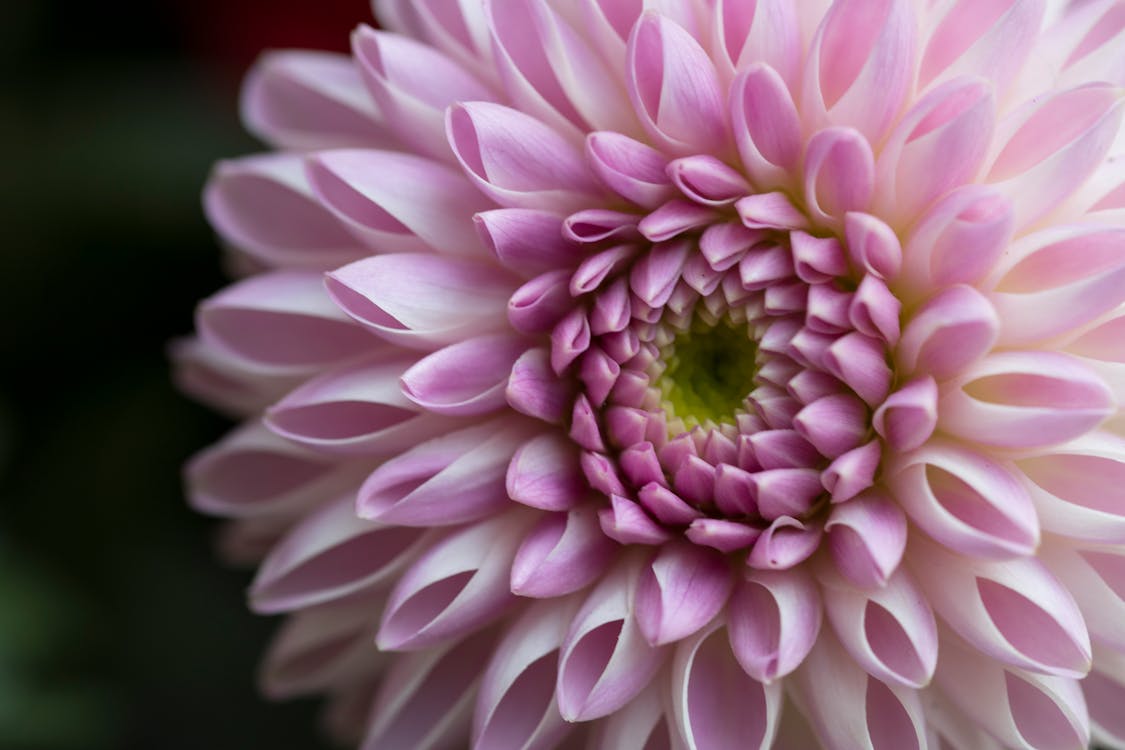  chrysanthemum