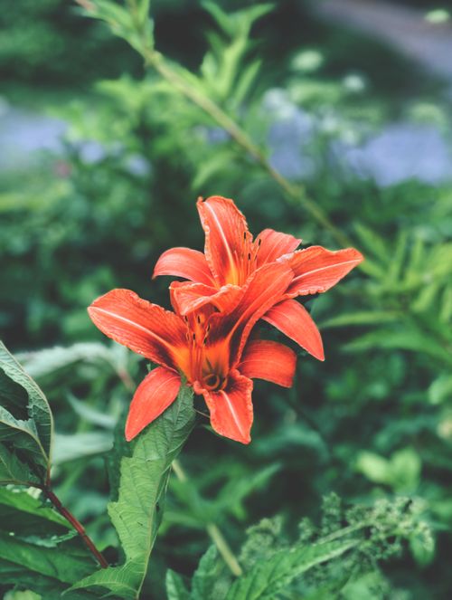 Free Close-up of vibrant orange fire lily in full bloom amidst lush green foliage. Stock Photo