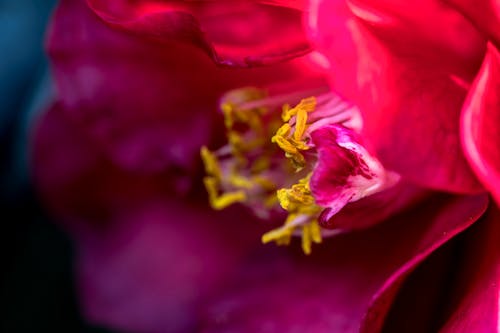 Foto d'estoc gratuïta de bonic, flor vermella, fons