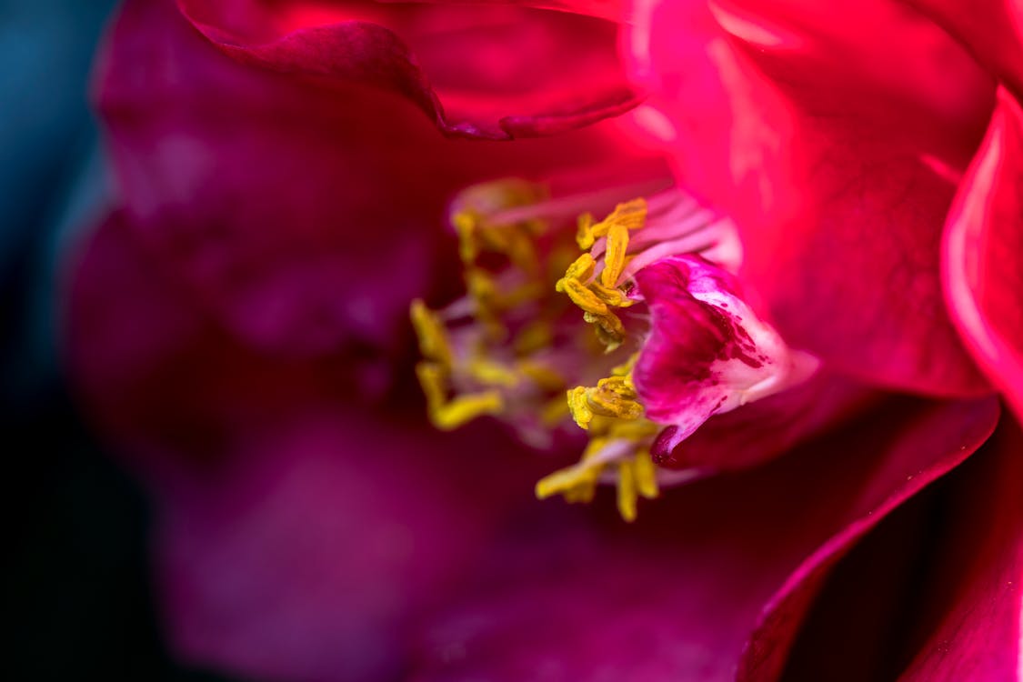 Fotobanka s bezplatnými fotkami na tému červený kvet, krásny, nádherný