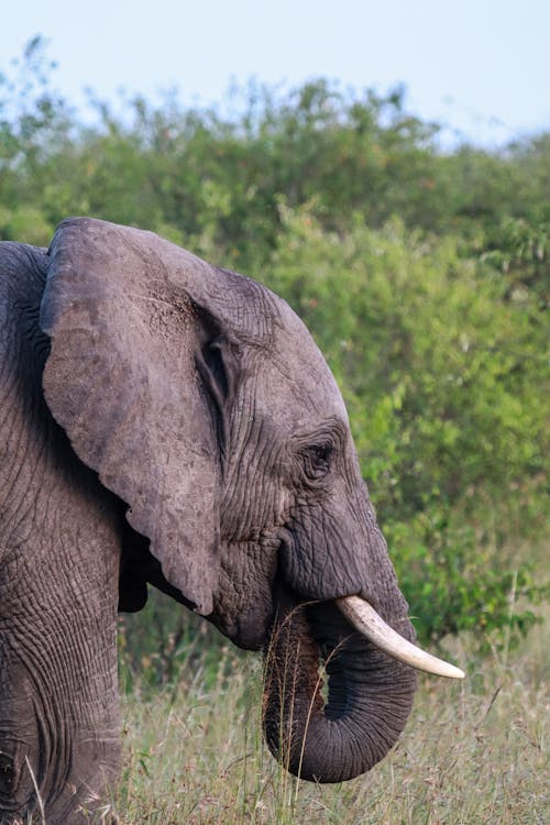 Foto profissional grátis de África, cabeça de animal, elefante africano