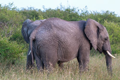 Foto d'estoc gratuïta de Àfrica, arbustos, elefants africans d arbust