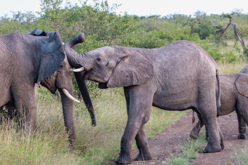 Gratis stockfoto met Afrika, afrikaanse bosolifanten, dierenfotografie