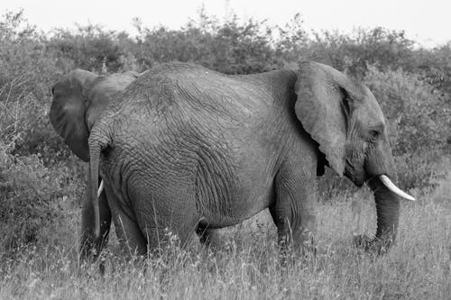 Základová fotografie zdarma na téma africké bušové slony, černobílý, fotografie divoké přírody