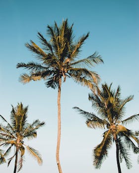 在明亮晴朗的天空下，田园诗般的棕榈树捕捉了肯尼亚马林迪热带自然的精髓