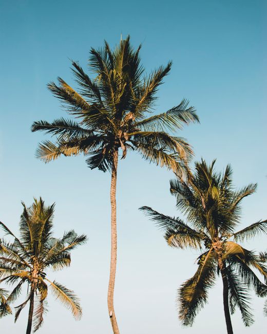 Idyllic palm trees under a bright clear sky, capturing the essence of tropical nature in Malindi, Kenya.