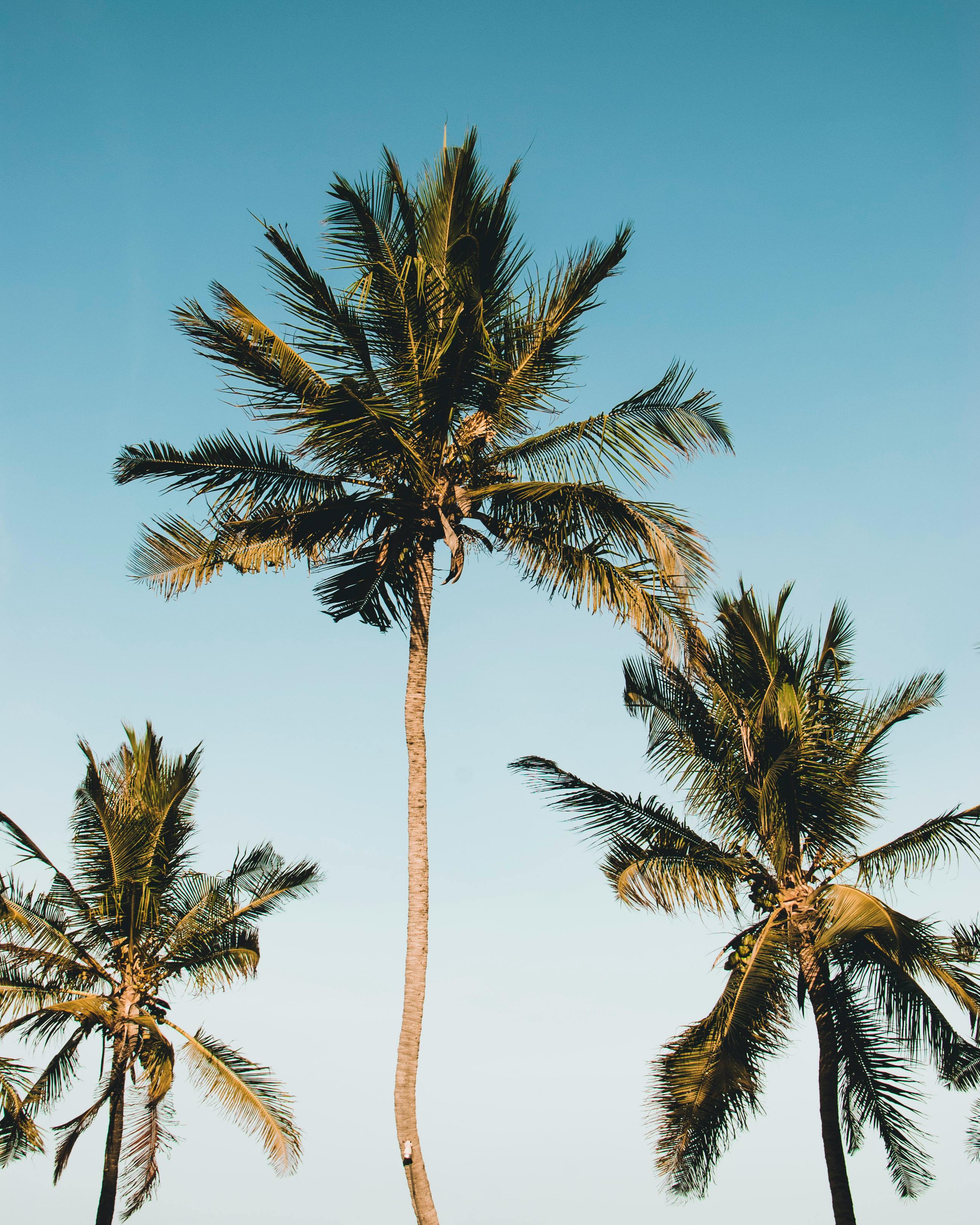 Coconut Trees · Free Stock Photo