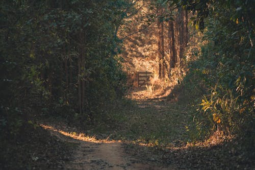 Základová fotografie zdarma na téma cesta, les, špinavá cesta