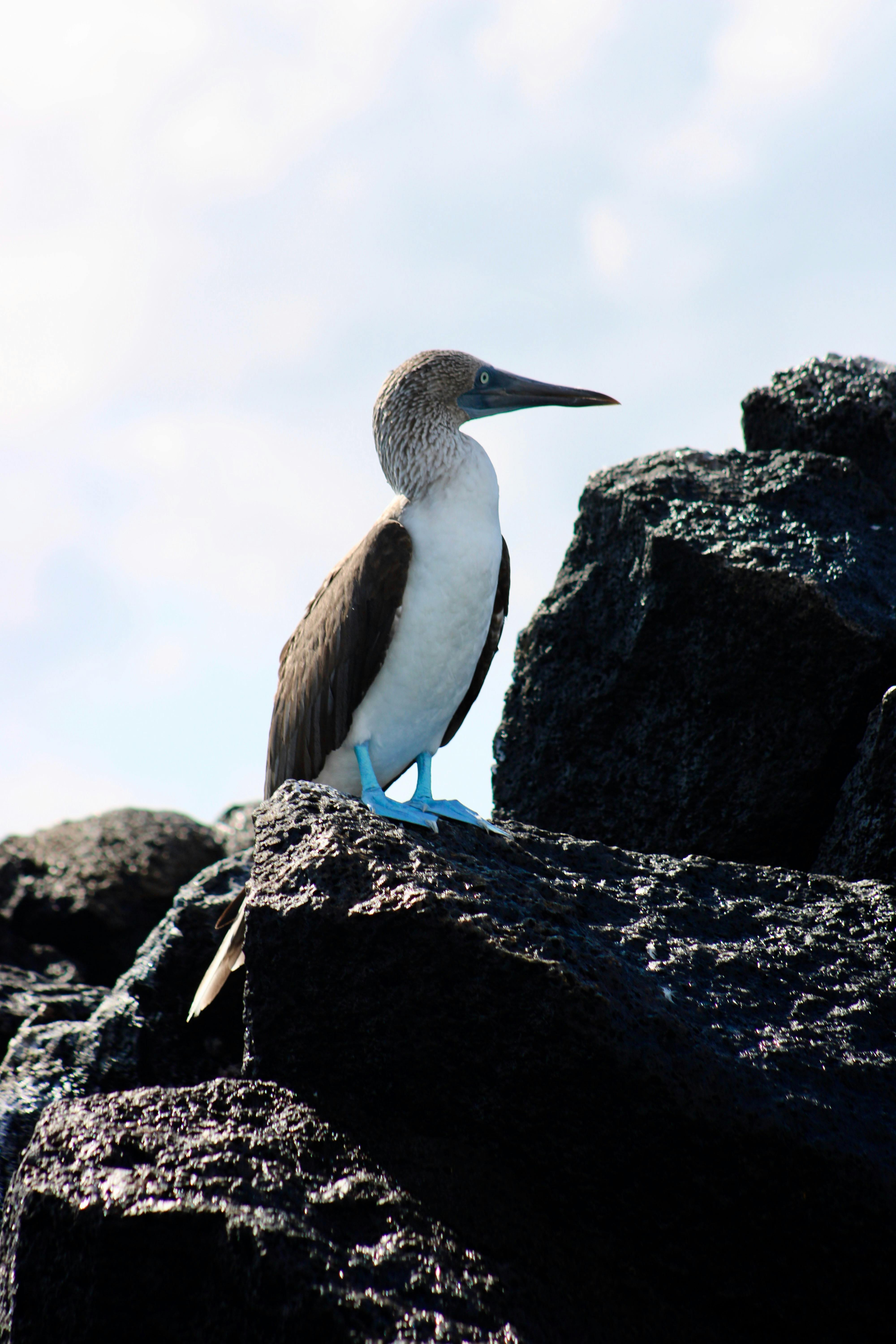 Galapagos