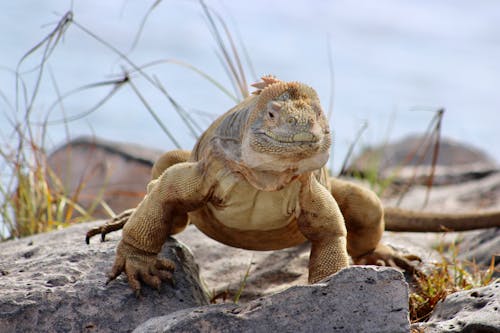 Gratis lagerfoto af dyrefotografering, ecuador, galapagos land iguana