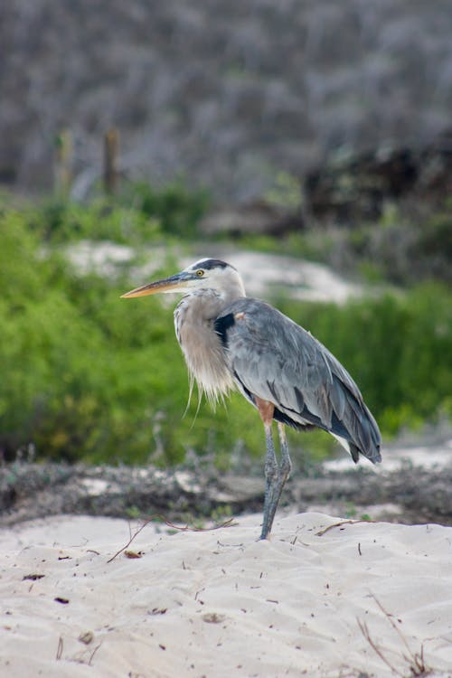 Darmowe zdjęcie z galerii z fotografia przyrodnicza, fotografia zwierzęcia, galapagos