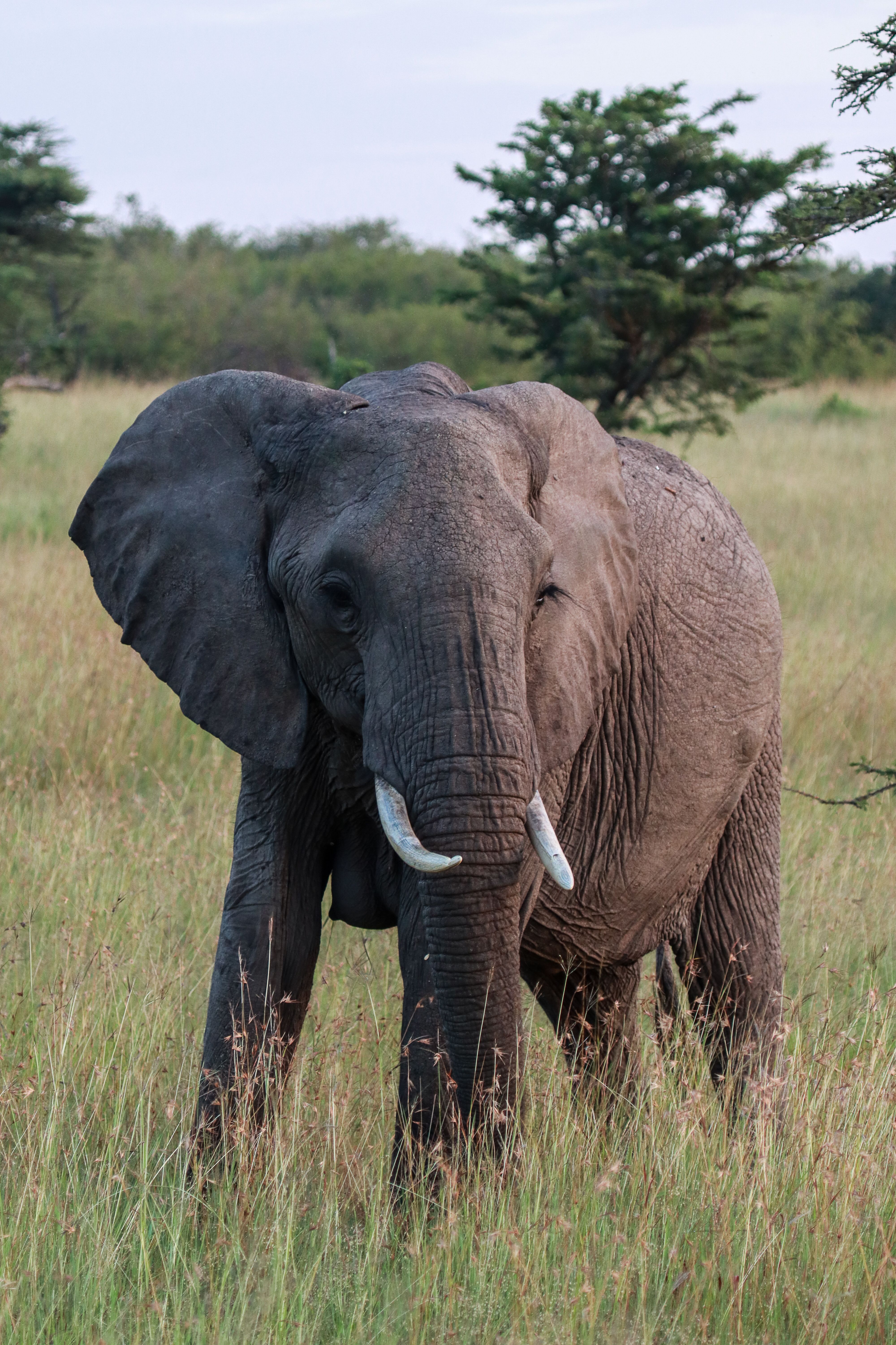 80 000+ Elephant Sunset banque d’images et photos libres de droit ...