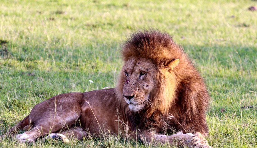 Serengeti